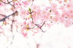 桜　ピンク