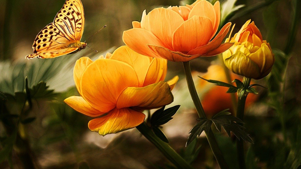 オレンジ　花　蝶